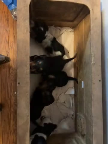 Dachshund dogs for sale: Lilly - Video 1