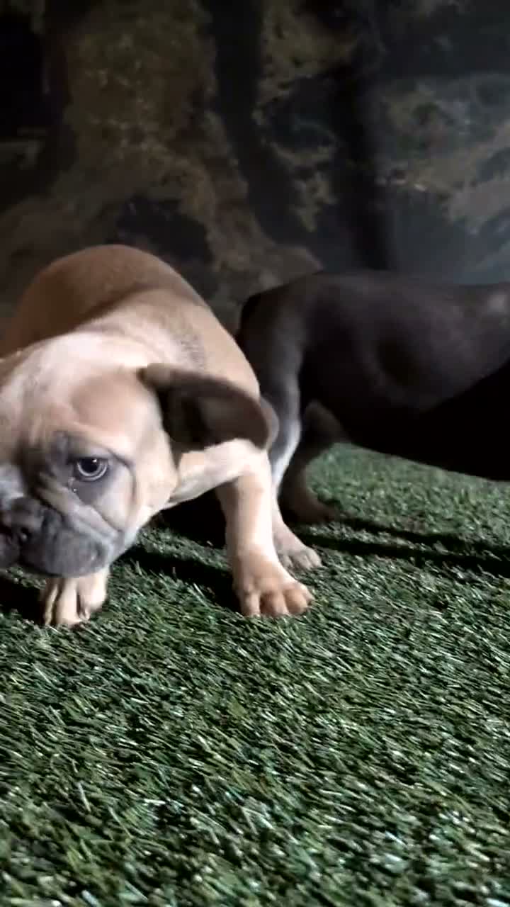 French Bulldog dogs for sale: Yoda - Video 1