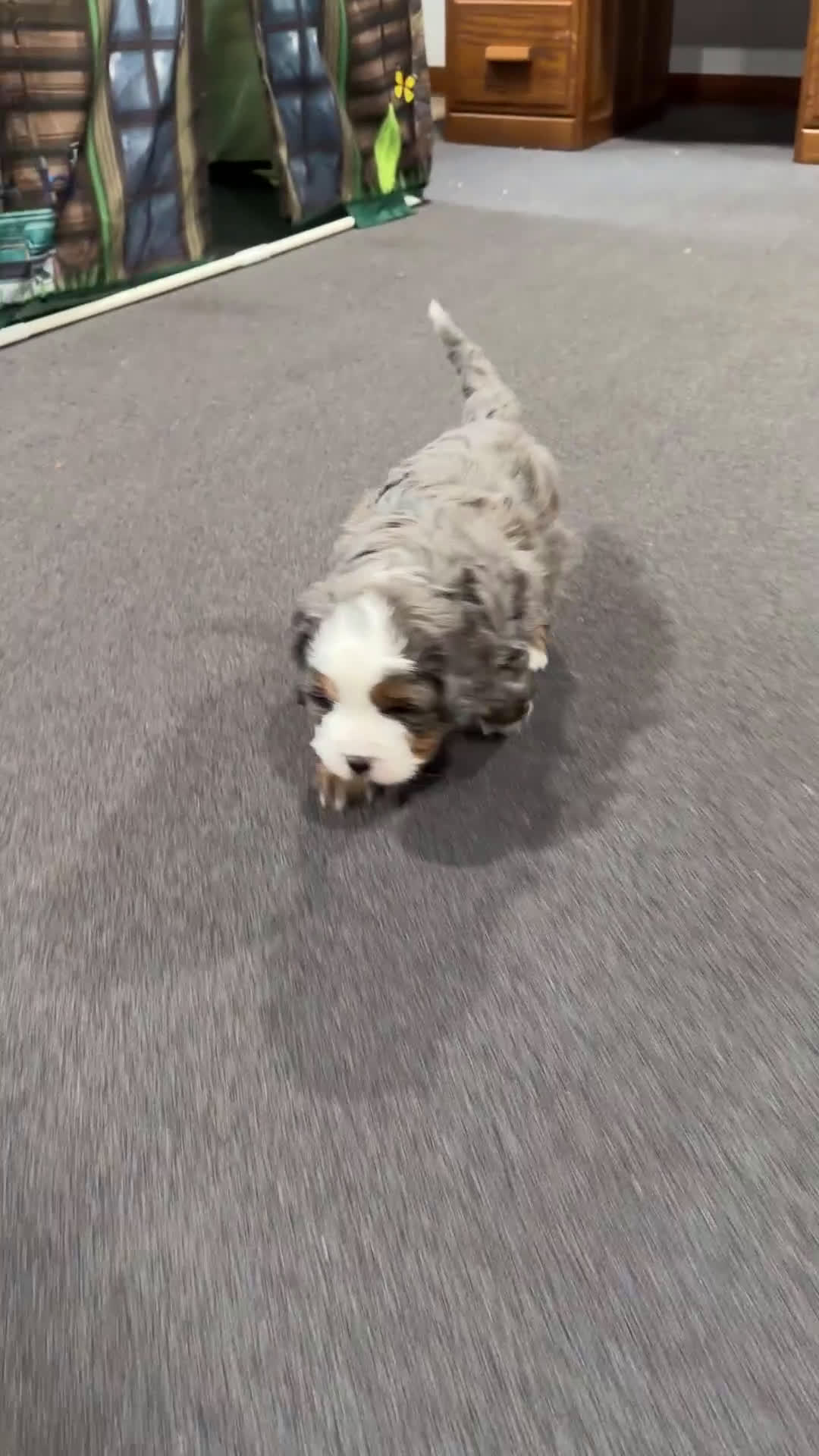 Mixed Breed dogs for sale: Reggie - Video 2