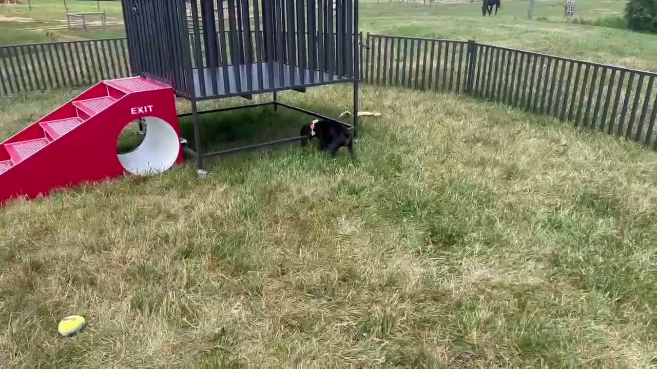 Doberman Pinscher dogs for sale: Zara AKC European Doberman HUGE - Video 2