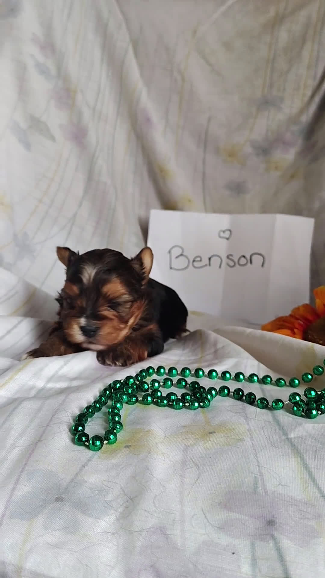 Yorkshire Terrier dogs for sale: Benson - Video 1