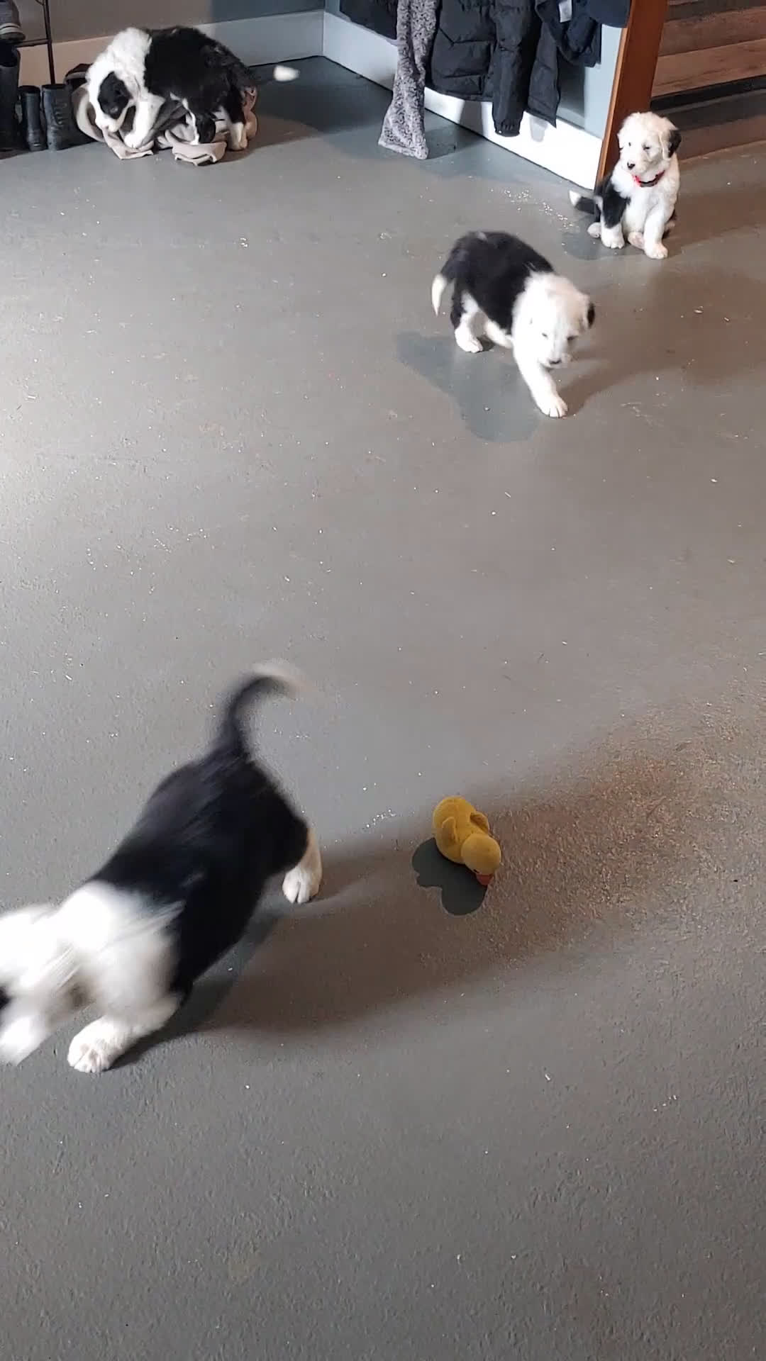 Old English Sheepdog dogs for sale: Bella - Video 2