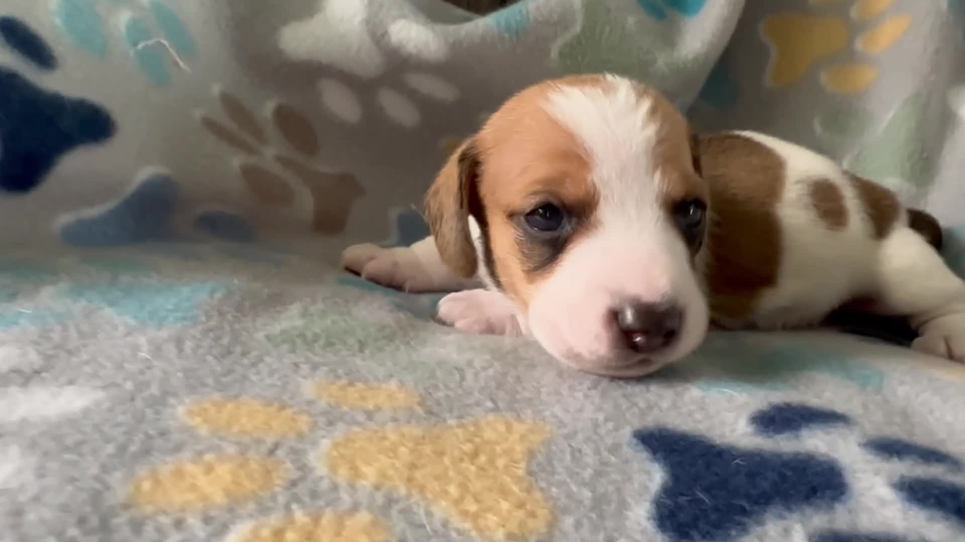 Miniature Dachshund dogs for sale: Biscuit 🥖 - Video 1
