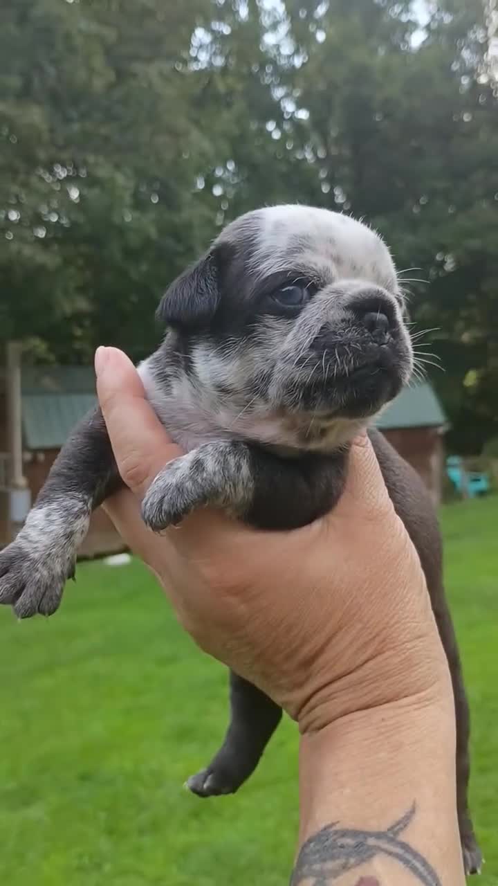 Pug dogs for sale: Peter pan - Video 1