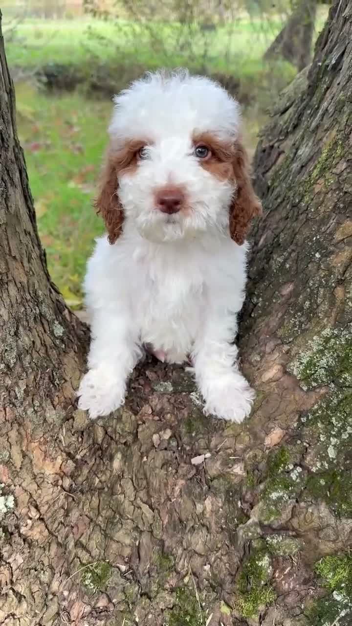 Goldendoodle dogs for sale: Sneezy - Video 1