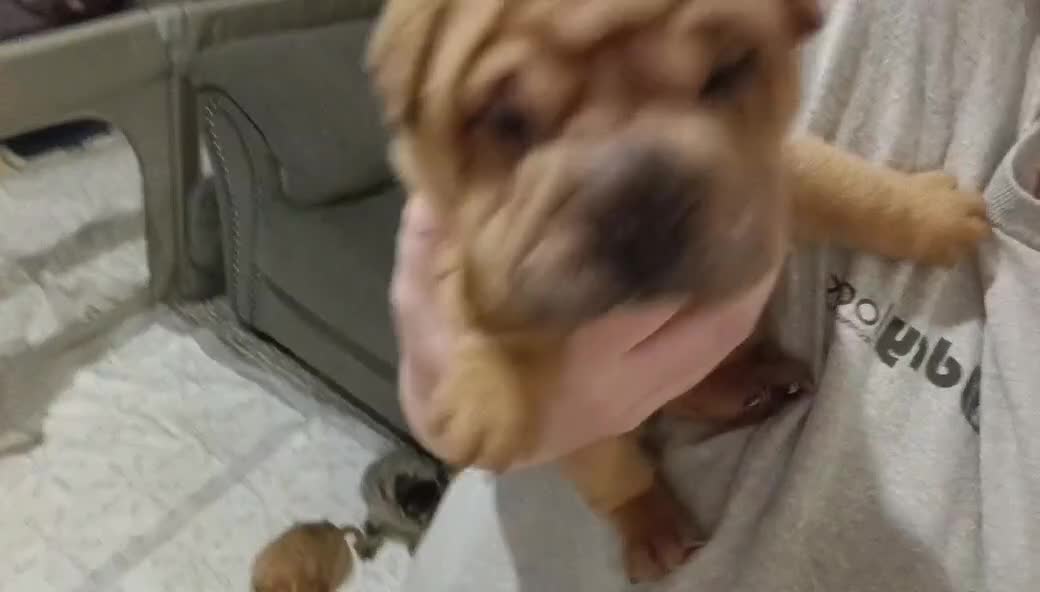 Shar Pei dogs for sale: Shar Pei (female)  - Video 2