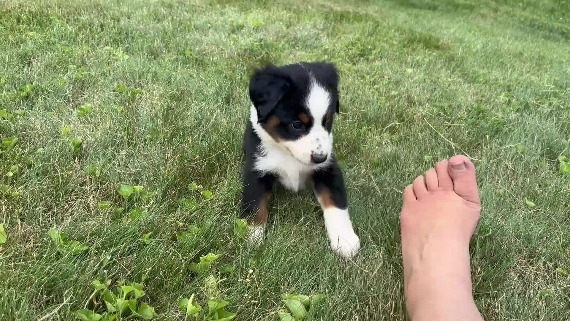 Miniature Australian Shepherd dogs for sale: #1 Black Tri Female - Video 2