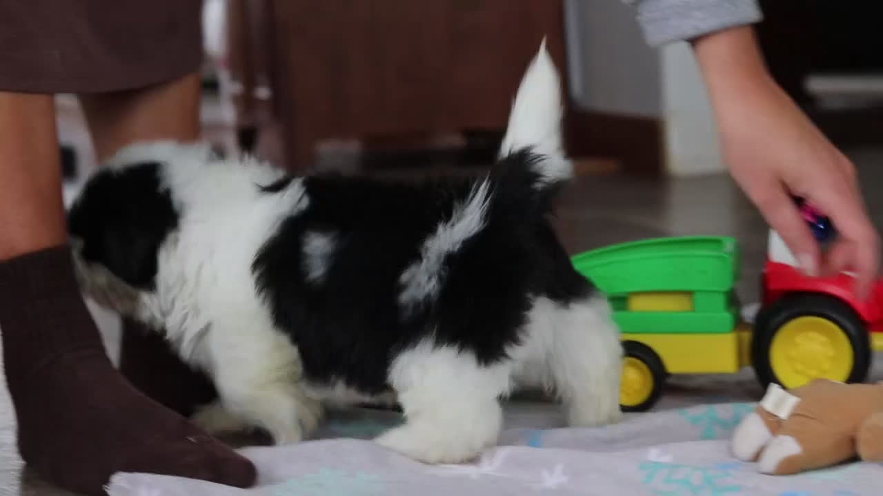 Shih Tzu dogs for sale: Emery - Video 2