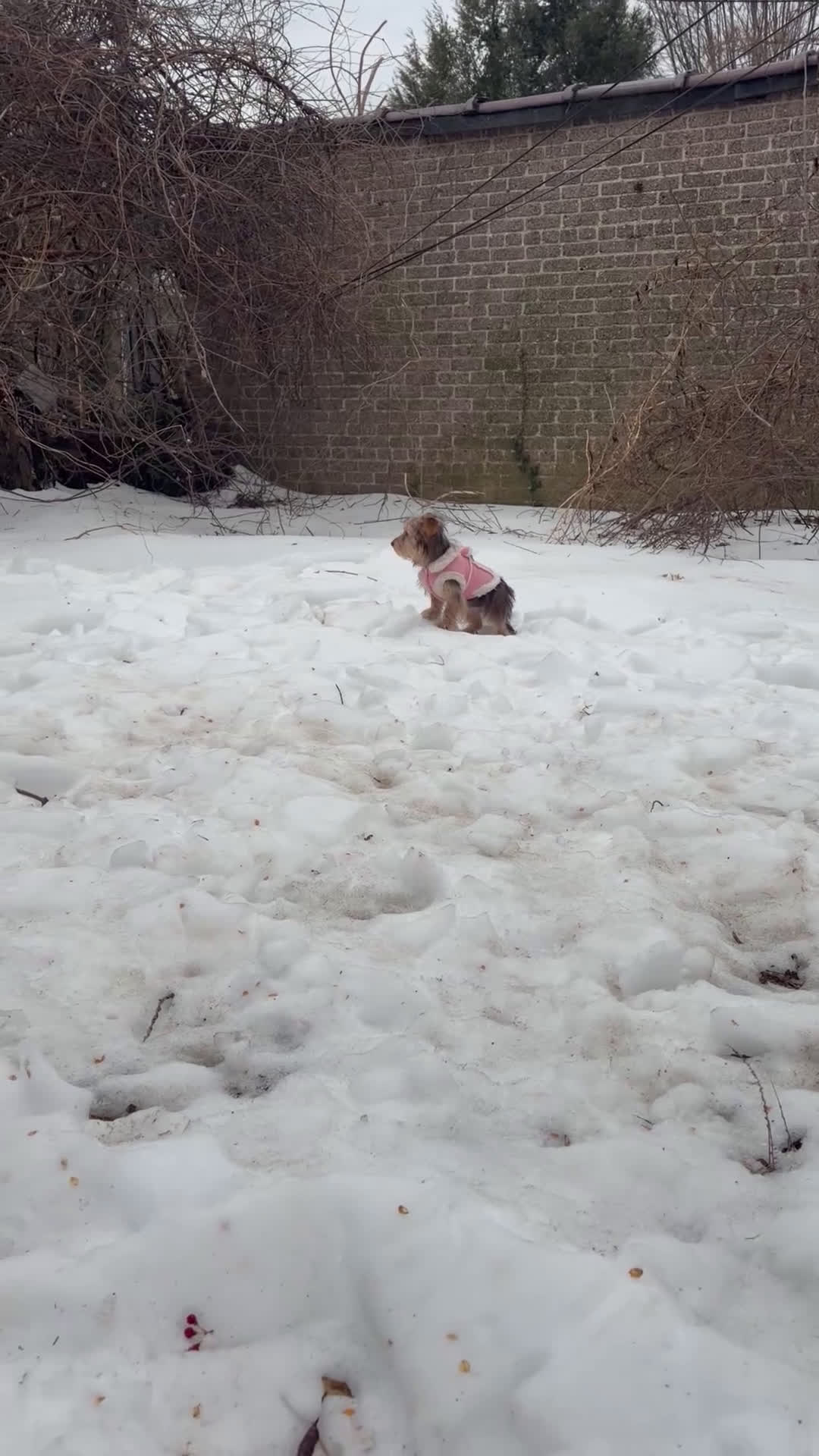 Morkie dogs for sale: Gucci  - Video 1