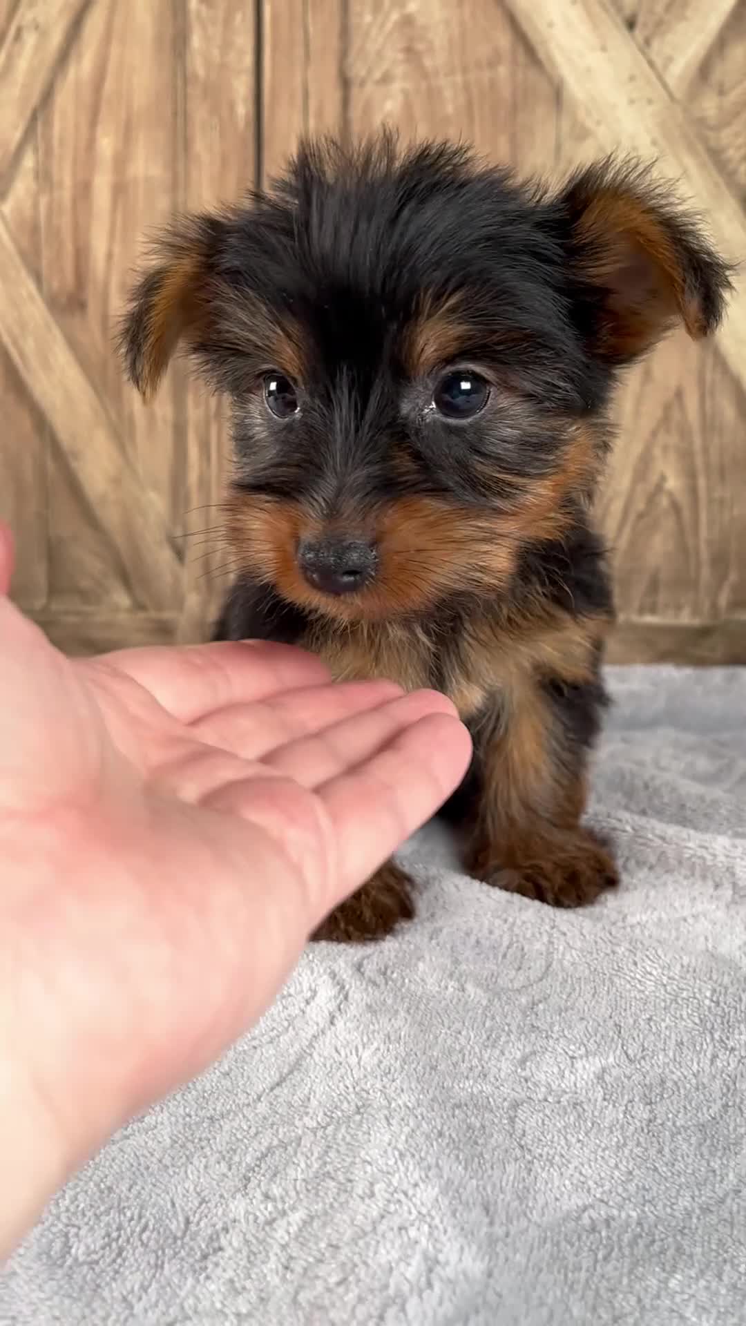 Yorkshire Terrier dogs for sale: Sophie - Video 1