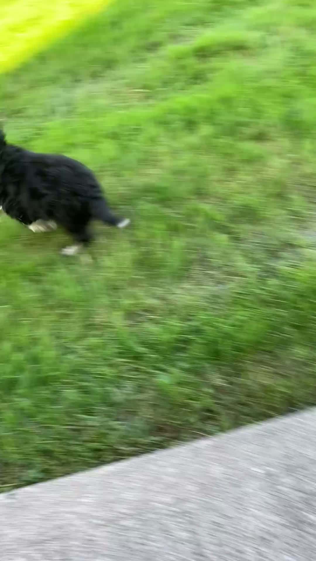 Mini Aussiedoodle dogs for sale: Parker - Video 1