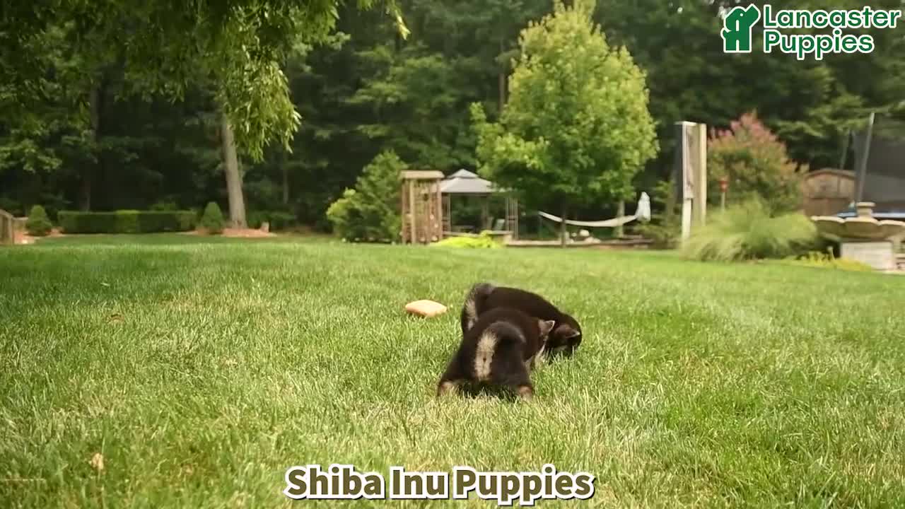 Shiba Inu dogs for sale: Chase - Video 1