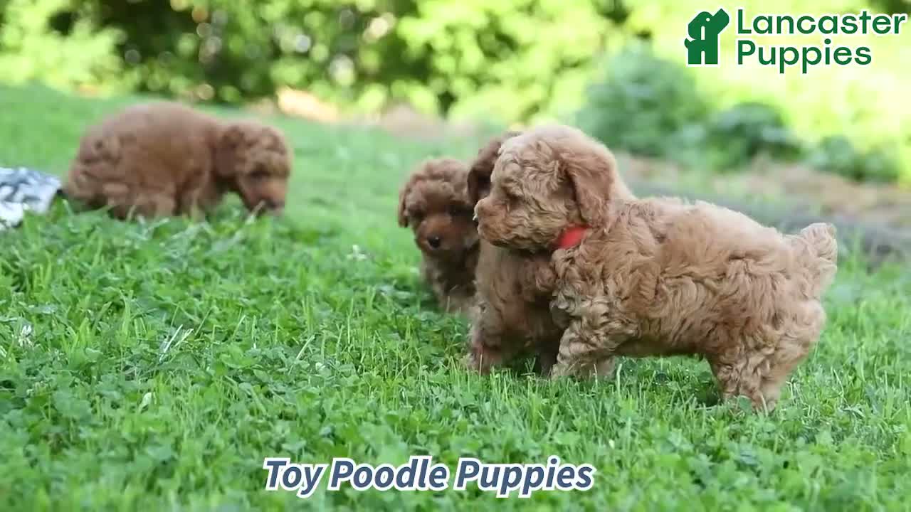 Toy Poodle dogs for sale: Freddie  - Video 1