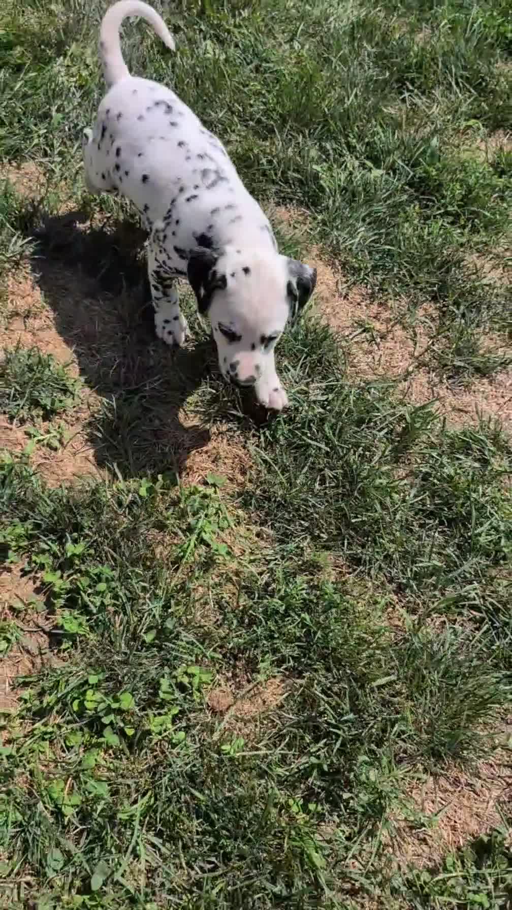 Dalmatian dogs for sale: Max - Video 1