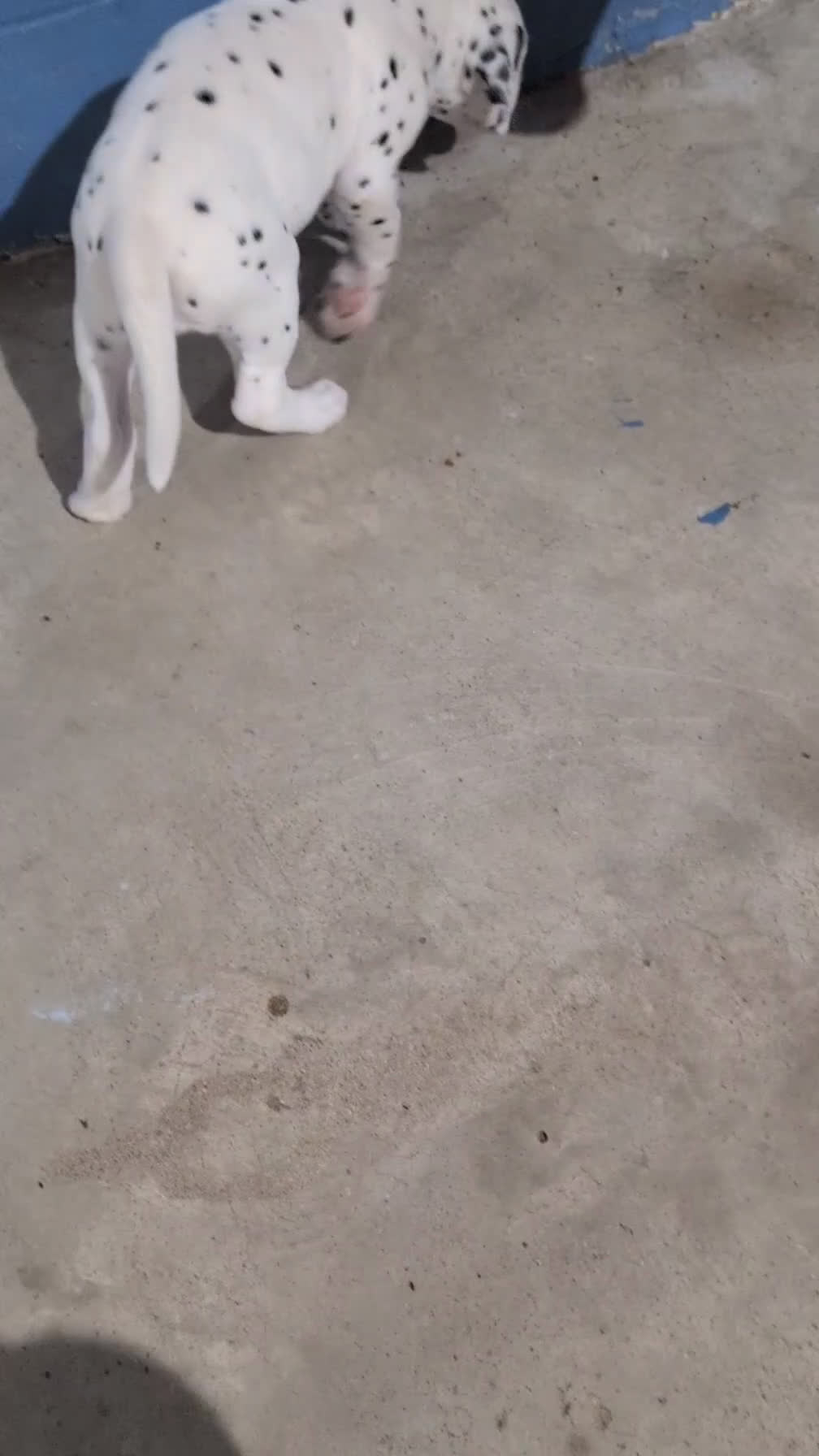 Dalmatian dogs for sale: Tyson - Video 1