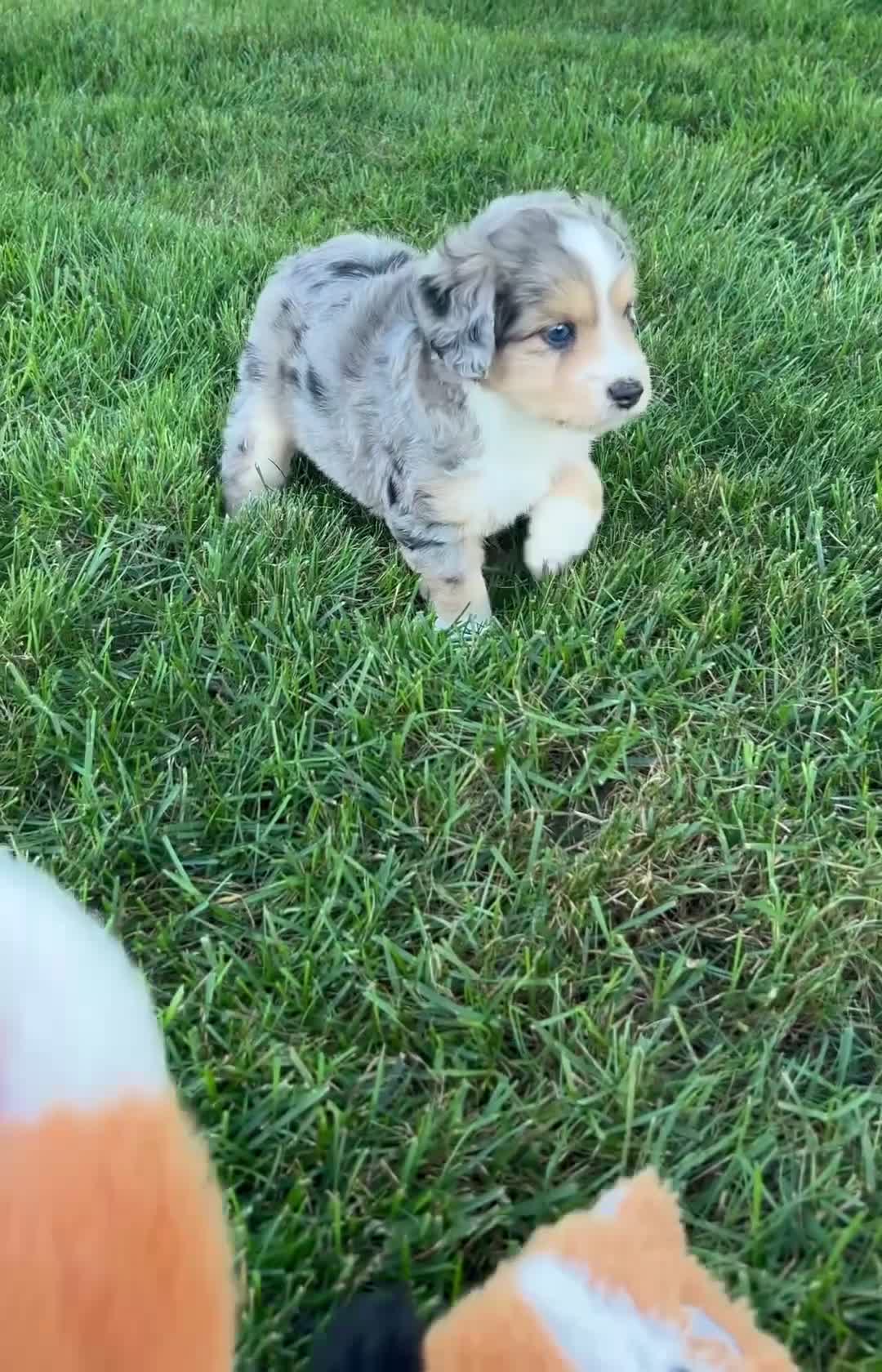 Mini Aussiedoodle dogs for sale: Kody 💎 - Video 1