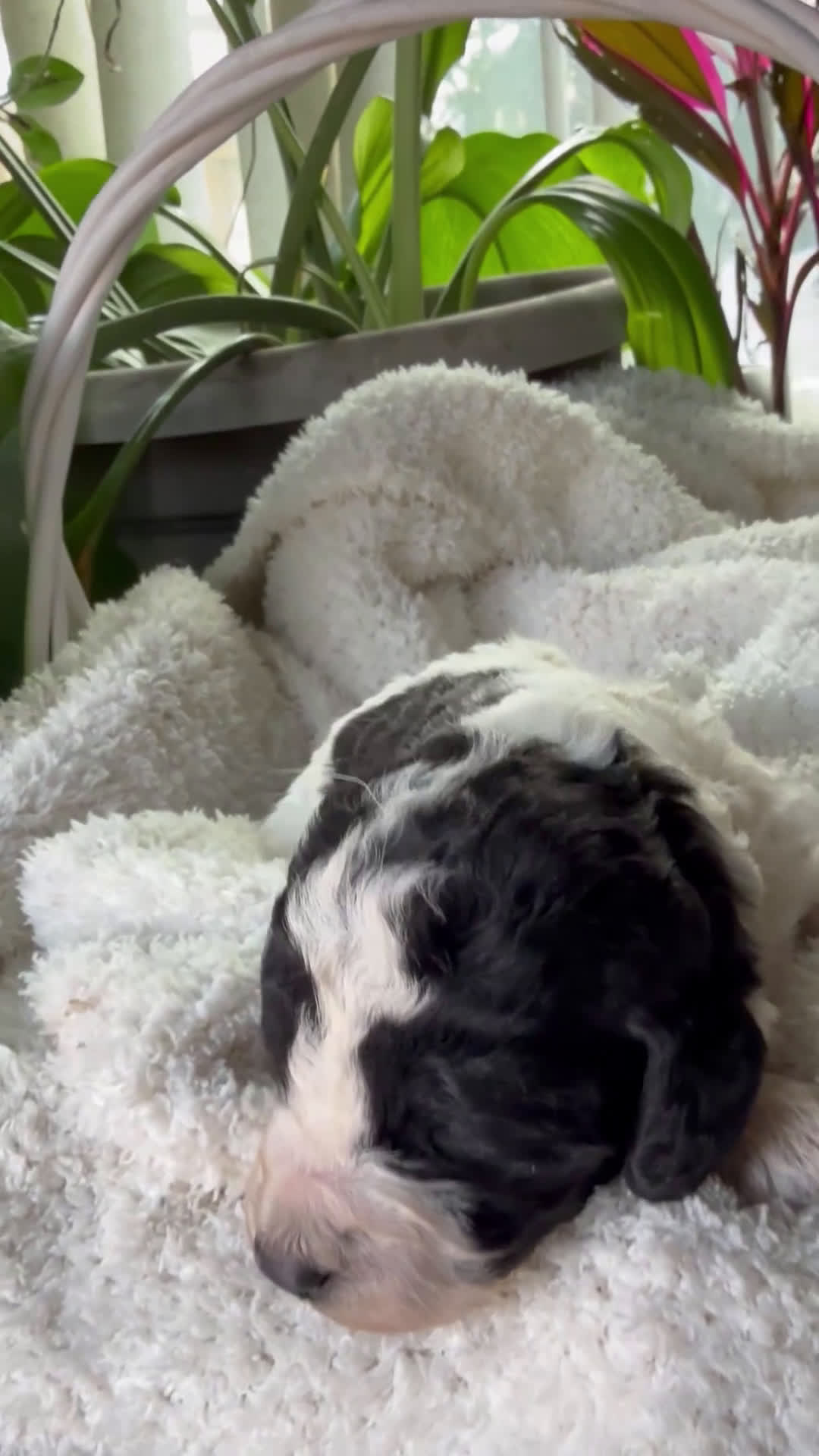 Mixed Breed dogs for sale: Ace - Video 1