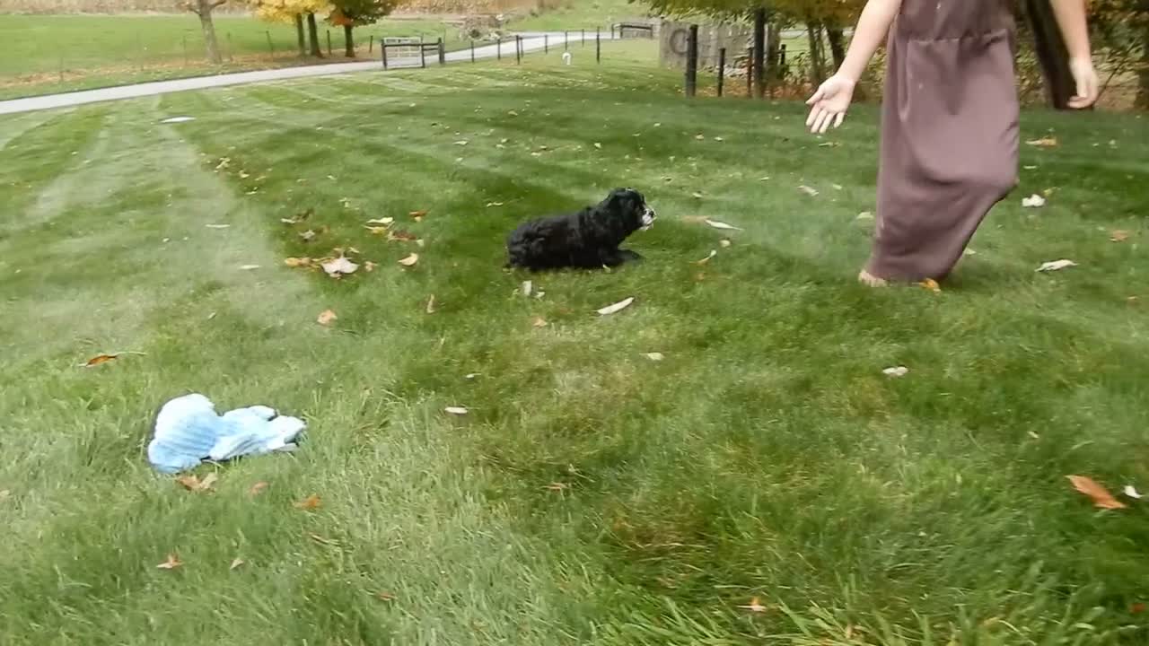 Cockapoo dogs for sale: Dakota - Video 2