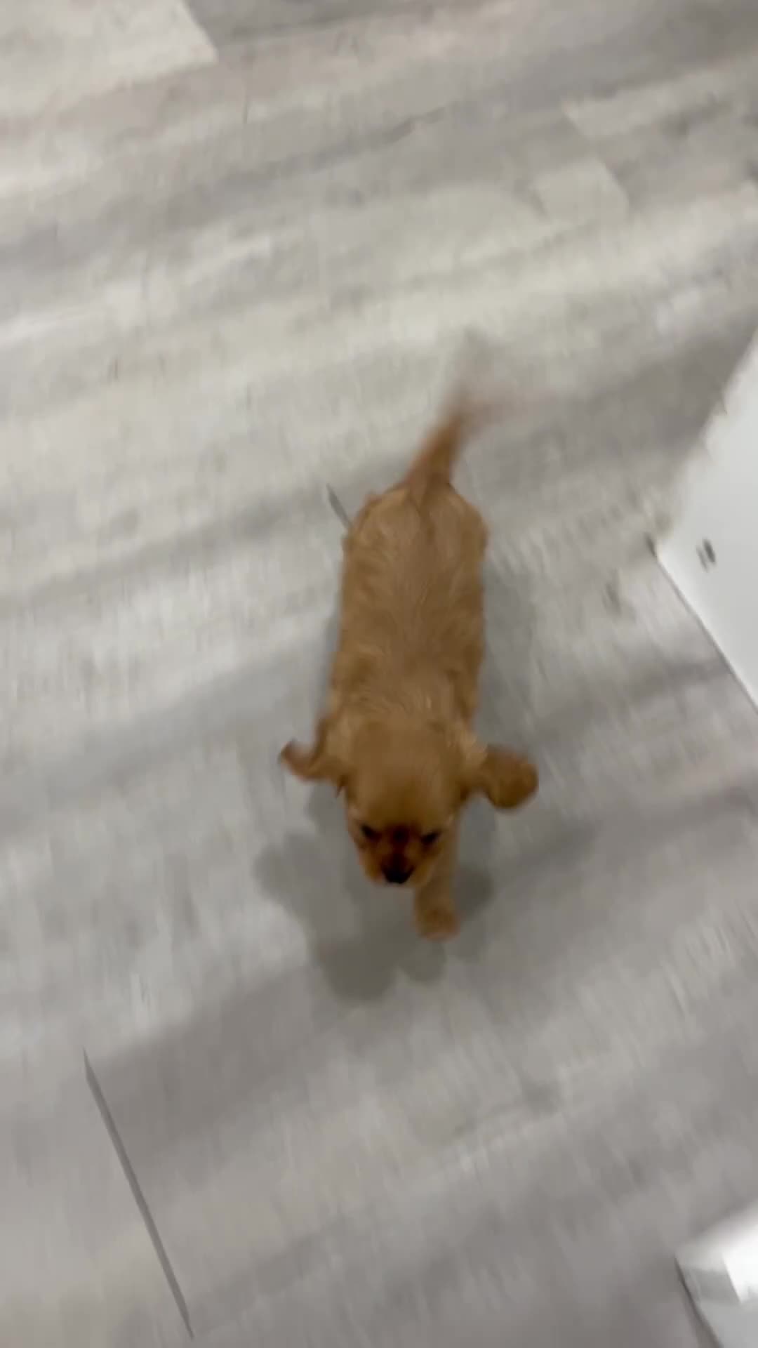 Cavalier King Charles Spaniel dogs for sale: Max - Video 1