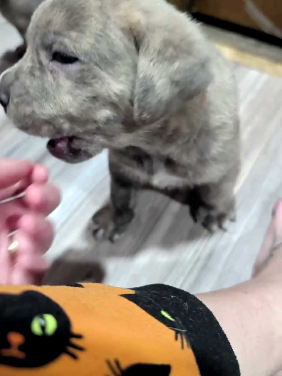 Cane Corso dogs for sale: Johnnie - Video 1