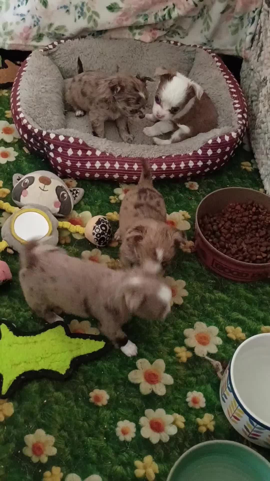 Chihuahua dogs for sale: Blaze  - Video 1