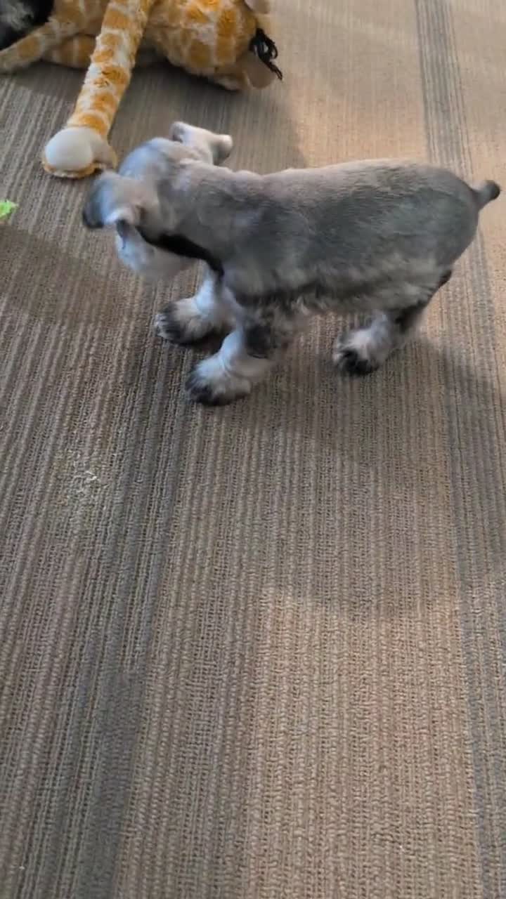 Miniature Schnauzer dogs for sale: Cali - Video 1