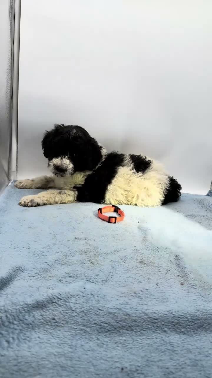 Mixed Breed dogs for sale: Bear - Orange Collar Pyredoodle - Video 1