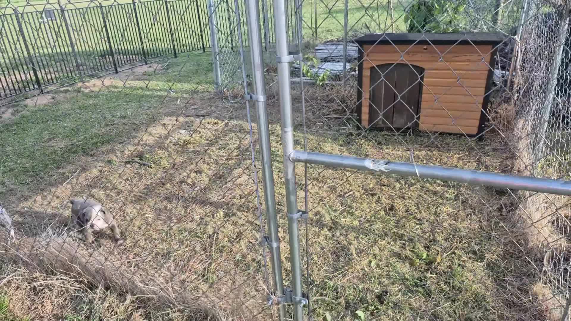 Olde English Bulldogge dogs for sale: Olde English Bulldogge puppy blue white - Video 1