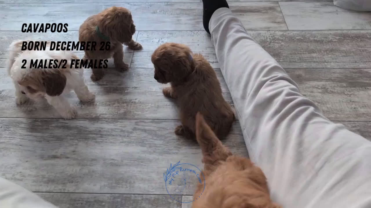 Cavapoo dogs for sale: Turbo  - Video 2