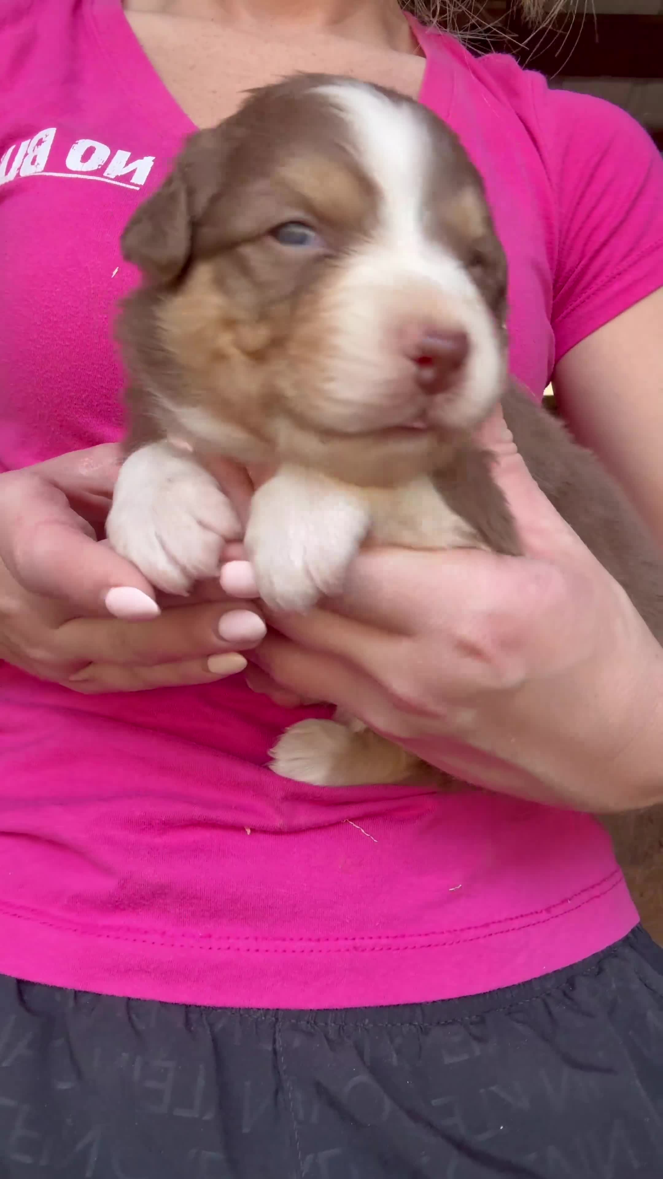 Australian Shepherd dogs for sale: Luna - Video 1