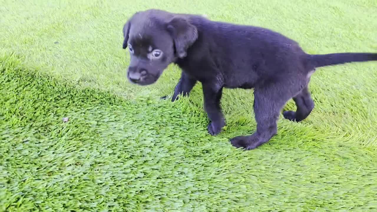 Labrador Retriever dogs for sale: Leo - Video 2