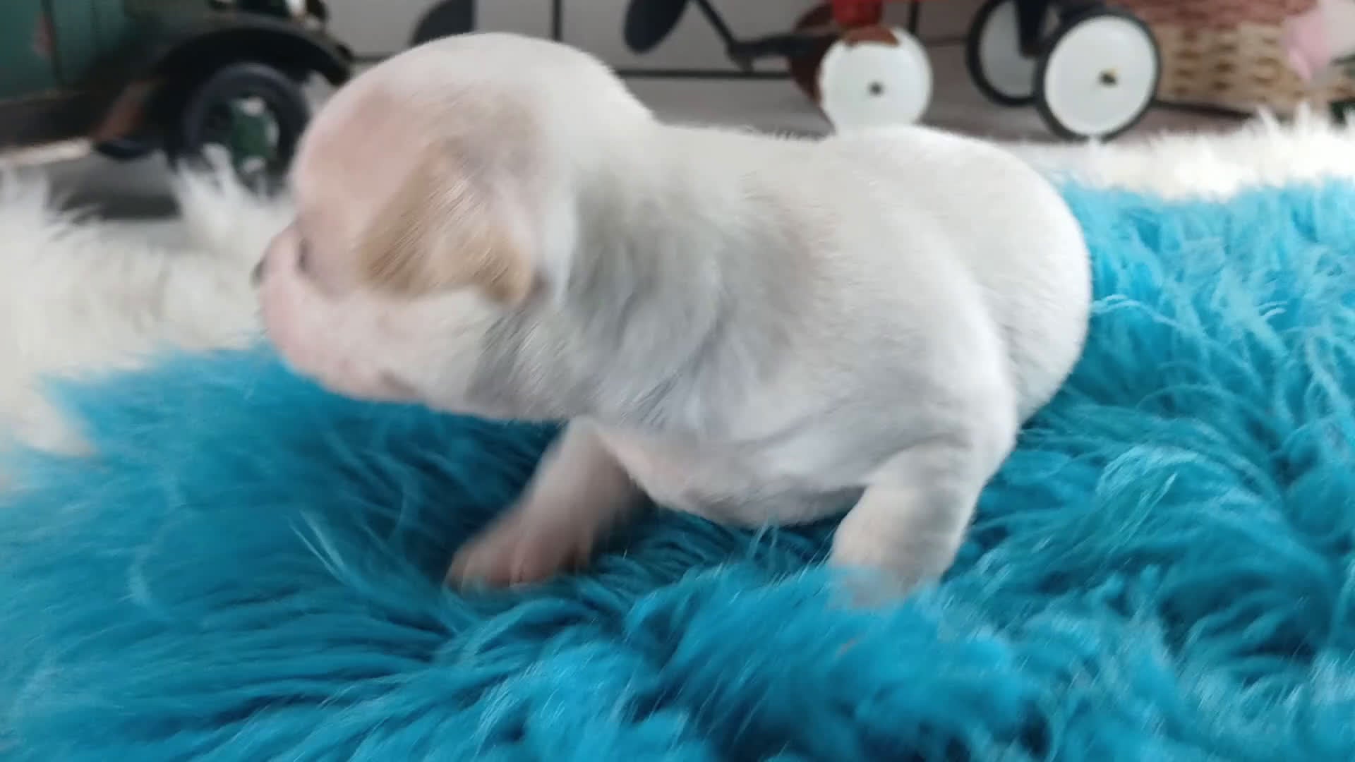 Chihuahua dogs for sale: Cece's white boy, NATIONWIDE DELIVERY  - Video 1