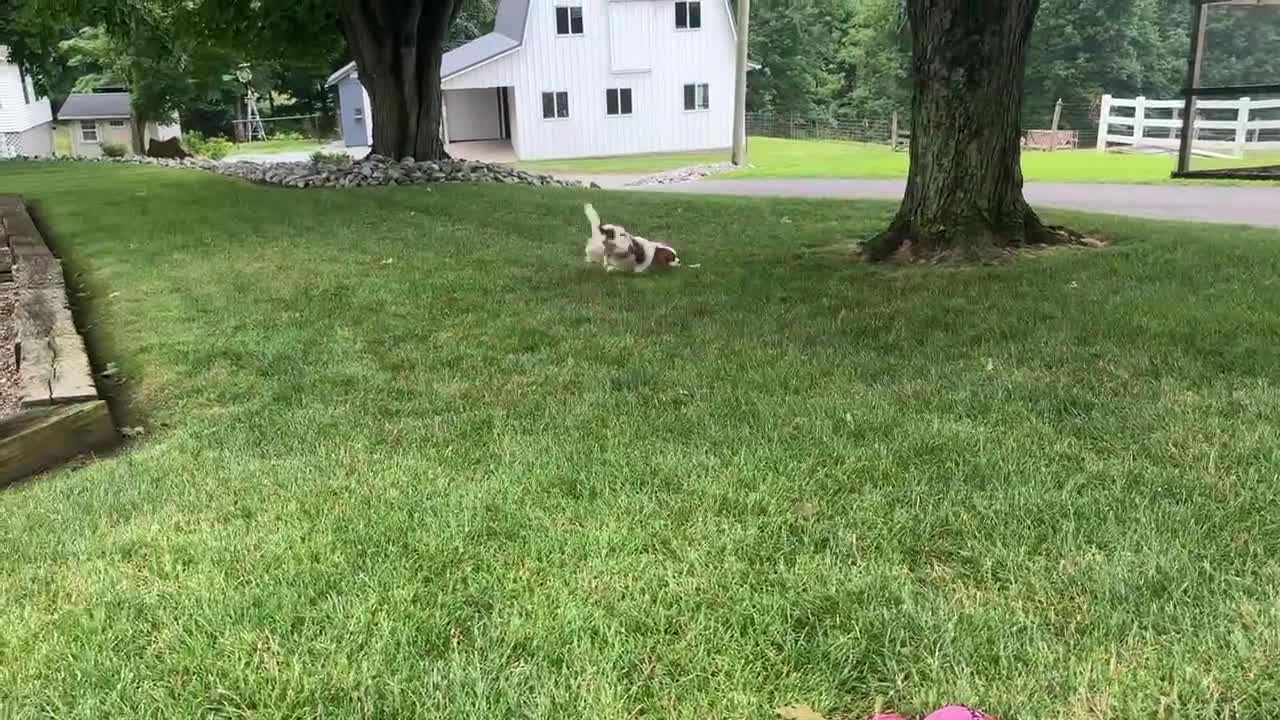 Cavalier King Charles Spaniel dogs for sale: Dallas - Video 1