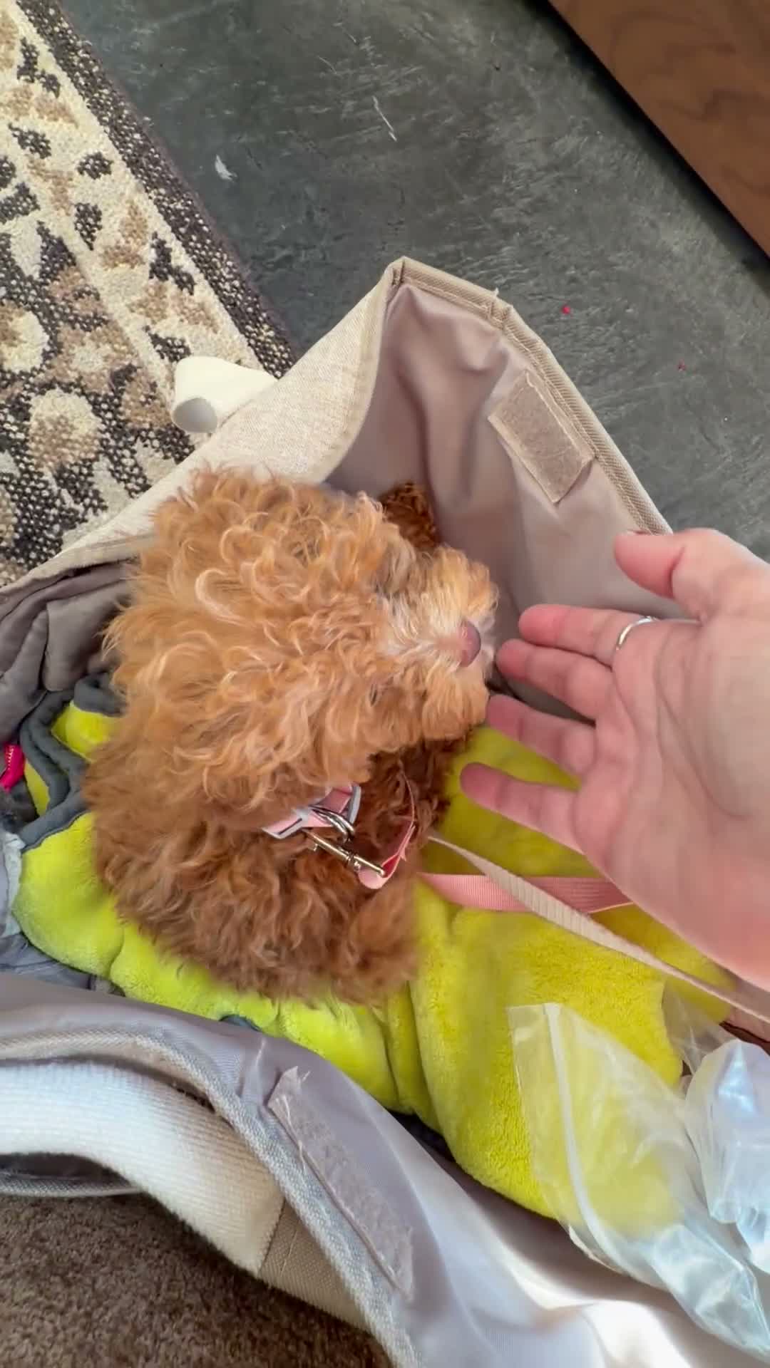 Toy Poodle dogs for sale: Calista - Akc Teacup Poodle POTTY TRAINED - Video 1
