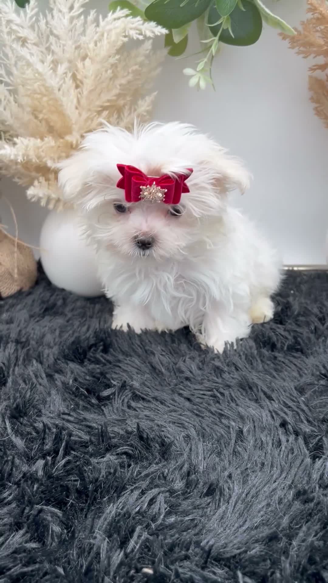 Maltese dogs for sale: AKC Tiny Milo the Korean Maltese $3000 - Video 1