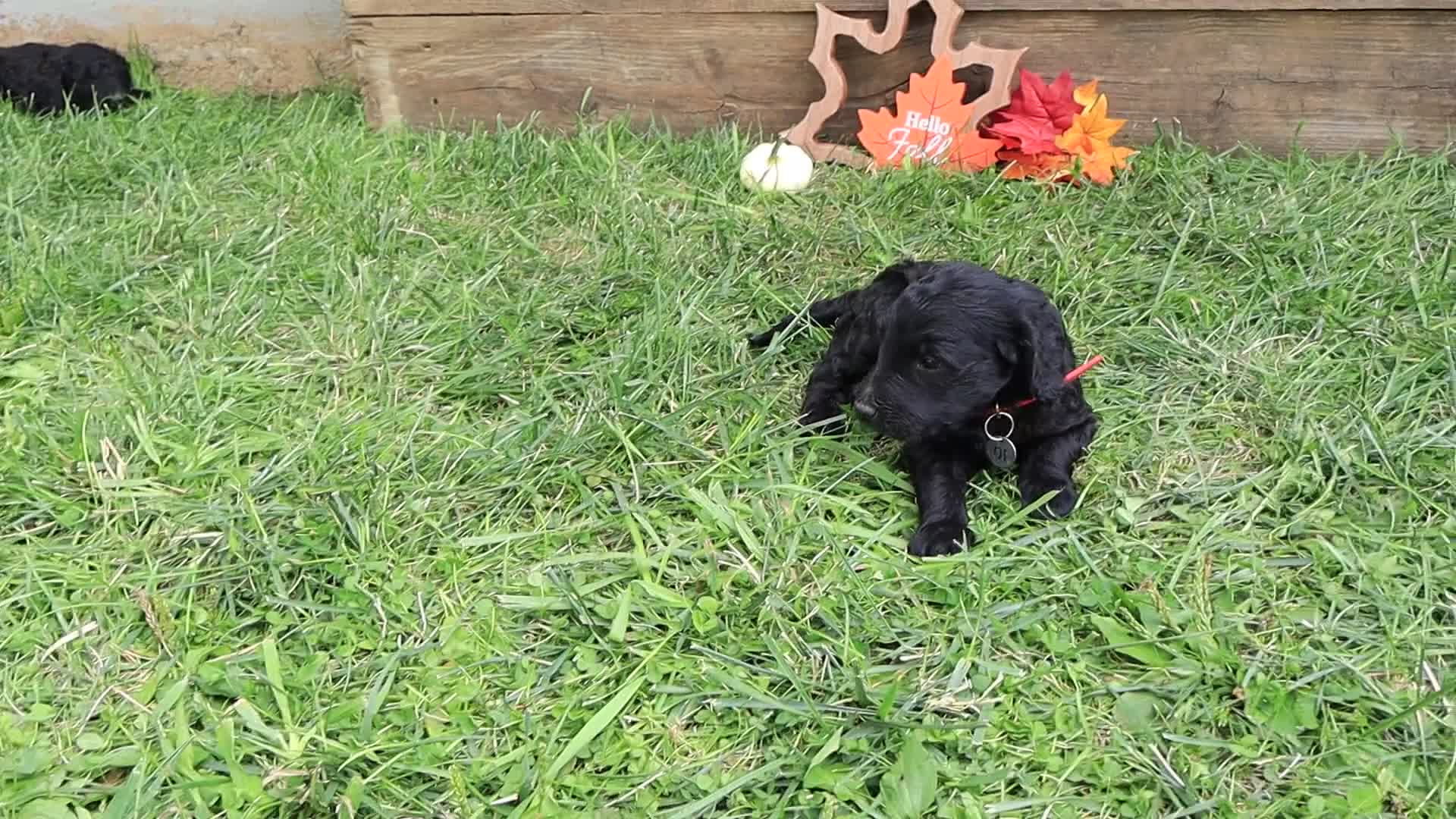 Goldendoodle dogs for sale: Noah - Video 1