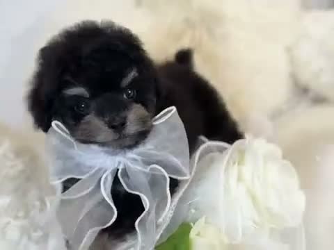 Toy Poodle dogs for sale: Aurora - Video 1