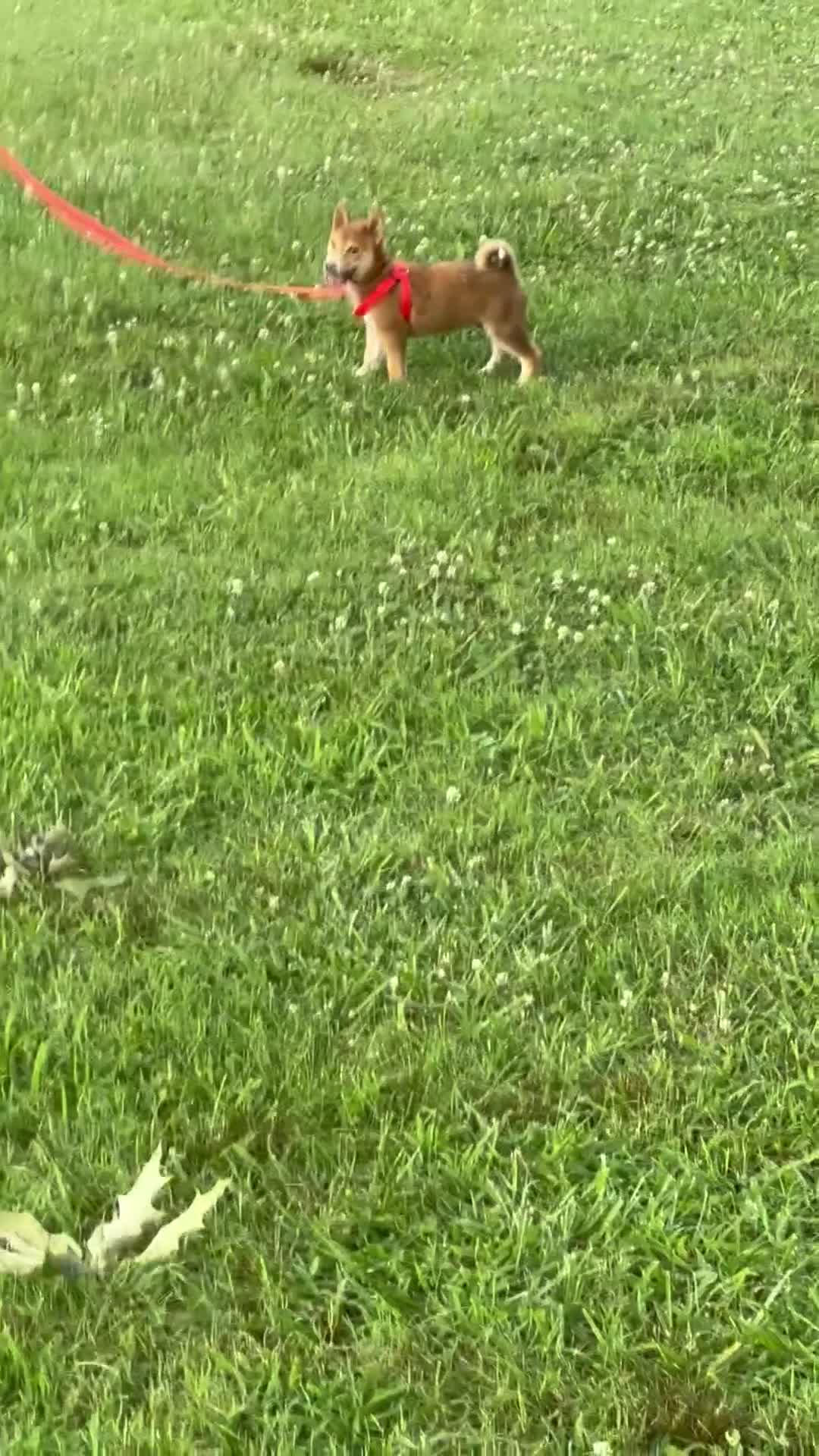 Shiba Inu dogs for sale: Shiba Inu Puppy 4 - Video 2