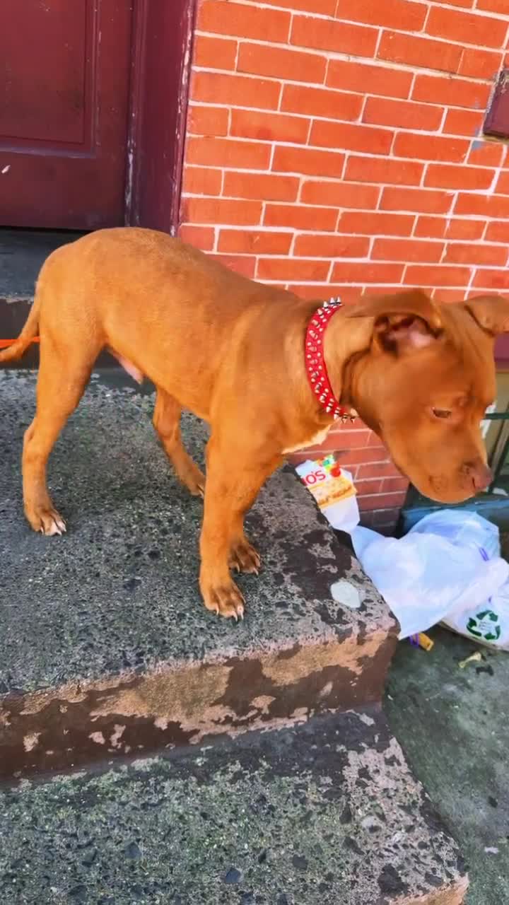American Staffordshire Terrier dogs for stud: Haze  - Video 1