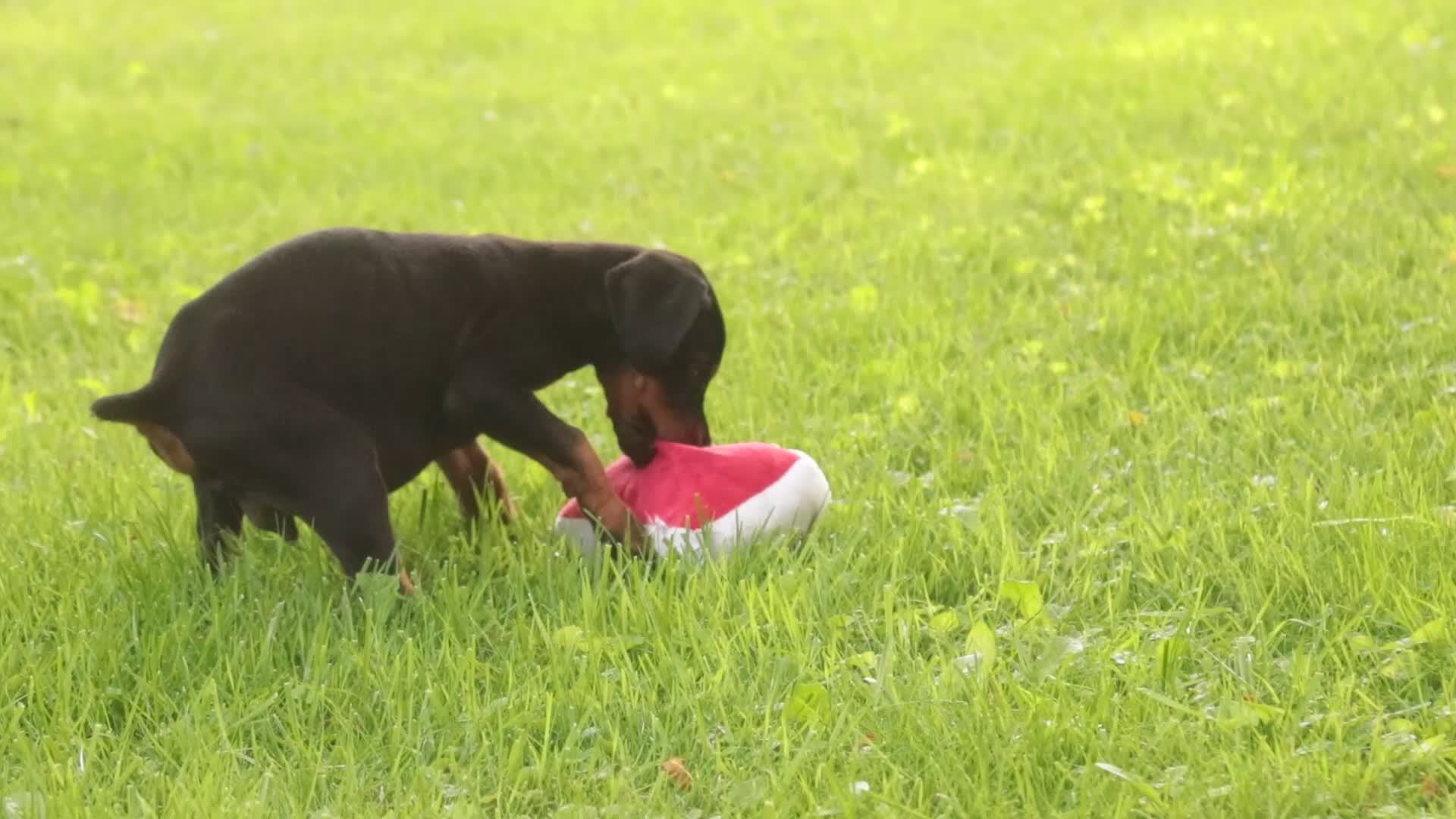 Doberman Pinscher dogs for sale: Griffin - Video 1