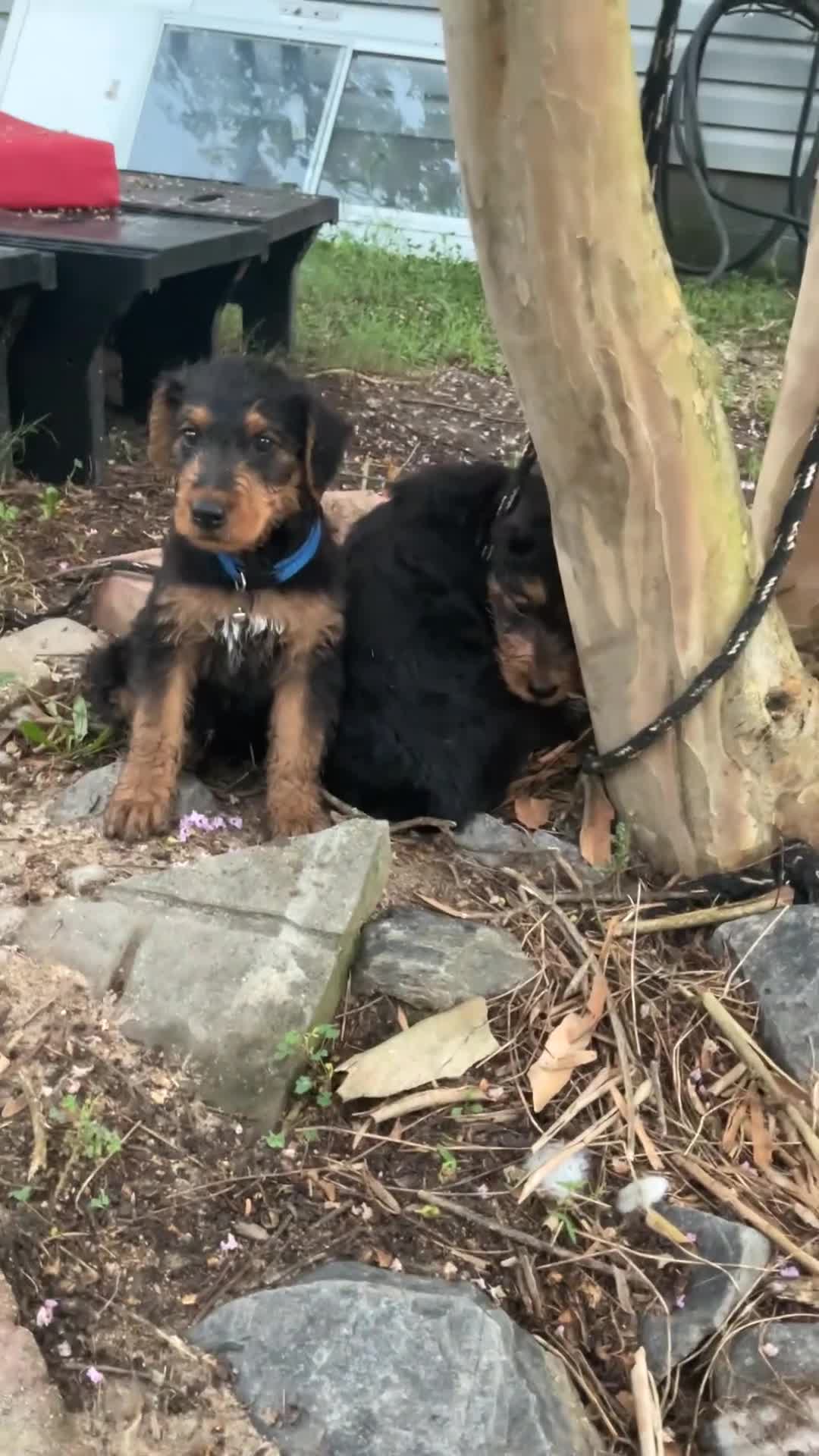 Airedale Terrier dogs for sale: Airedale Terrier 2 - Video 2
