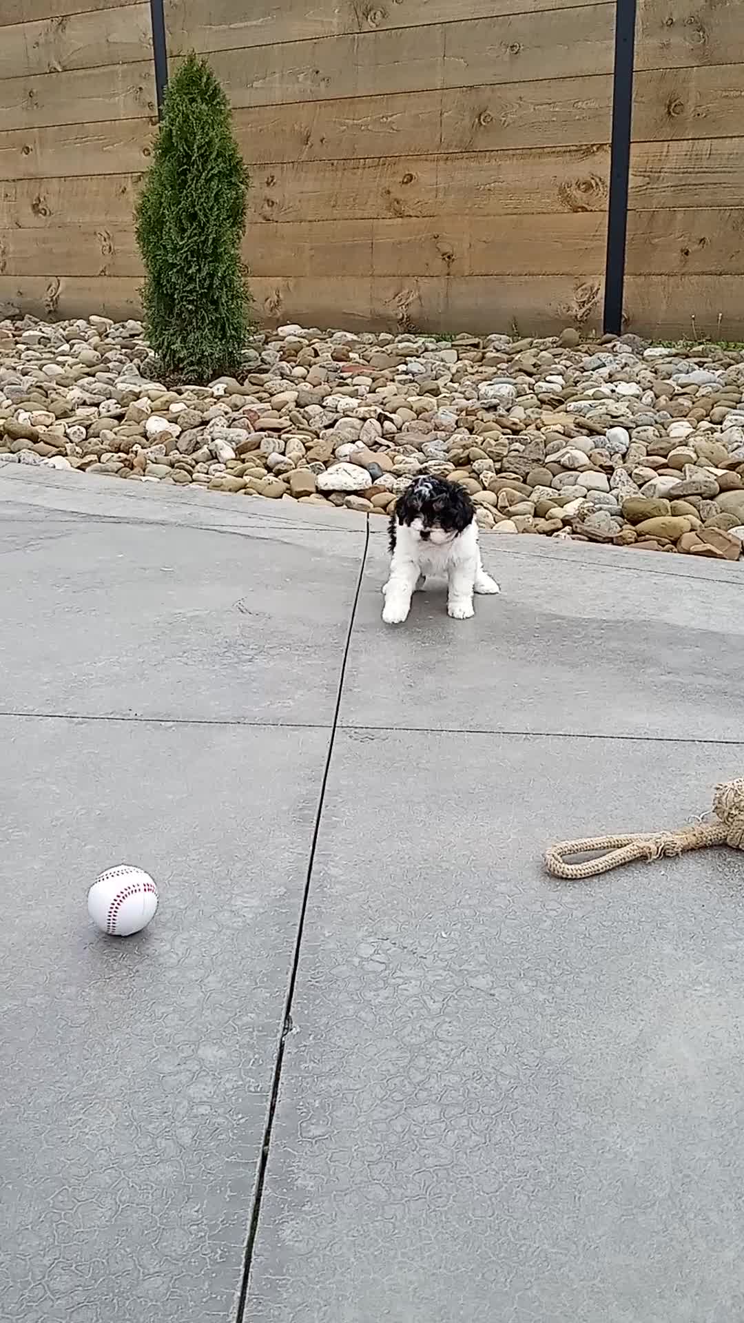 Mini Bernedoodle dogs for sale: Lily - Video 1