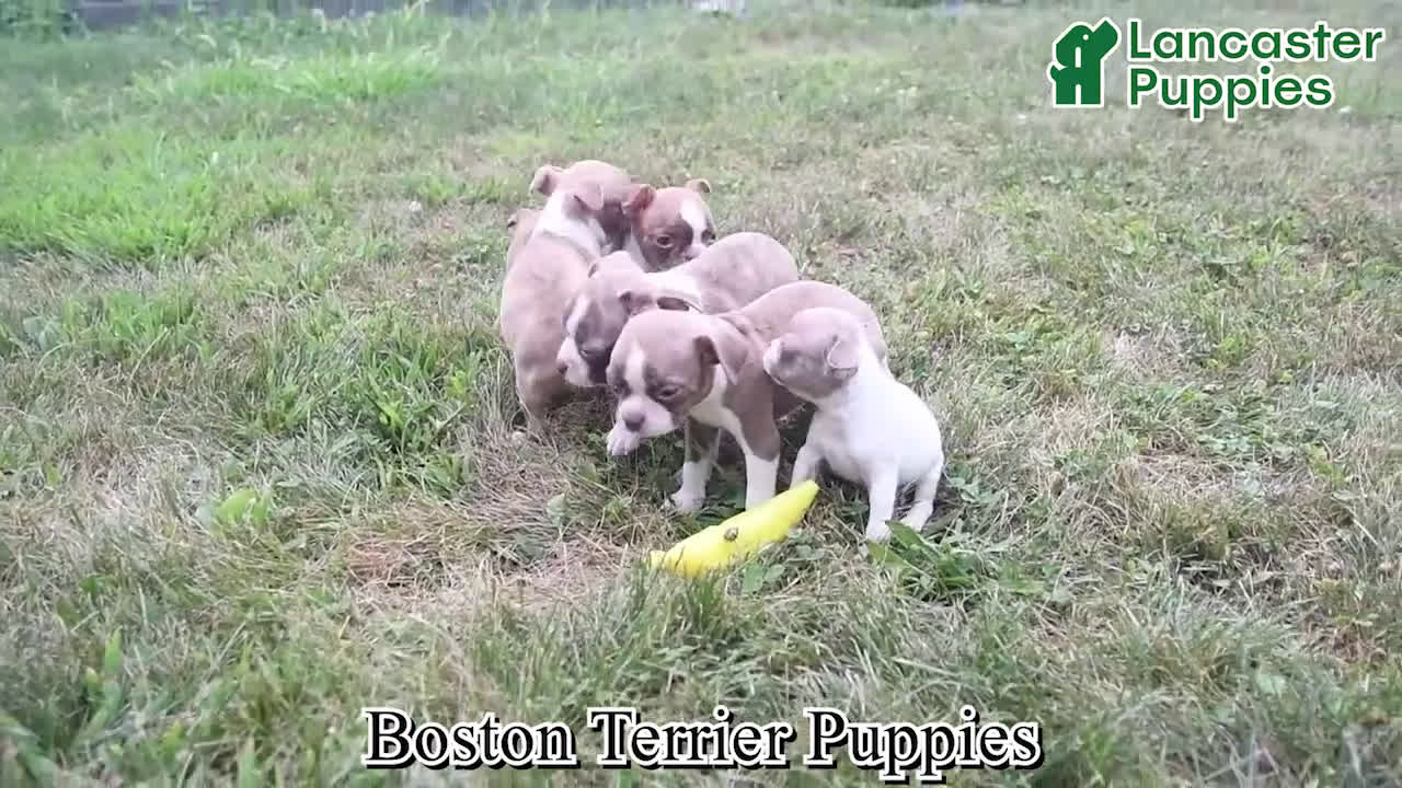 Boston Terrier dogs for sale: Asher - Video 1