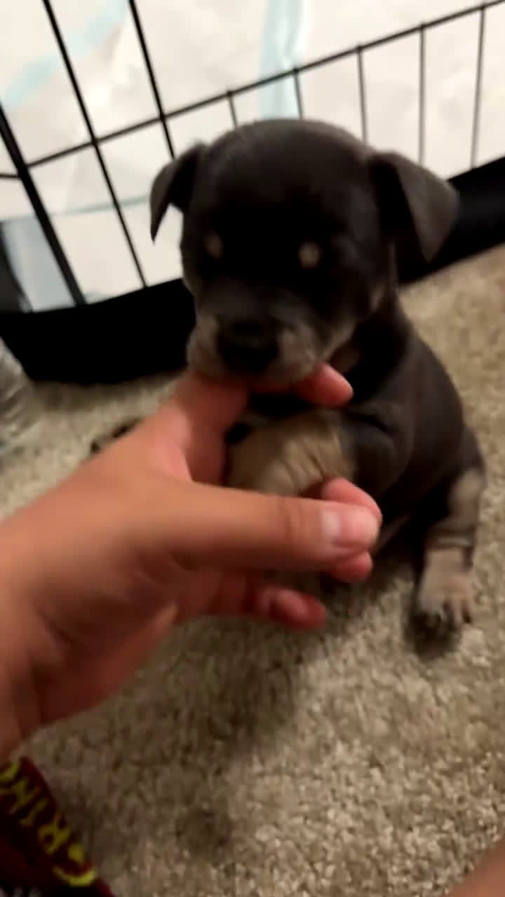 Mixed Breed dogs for sale: Mixed Breed Puppy 1 - Video 1