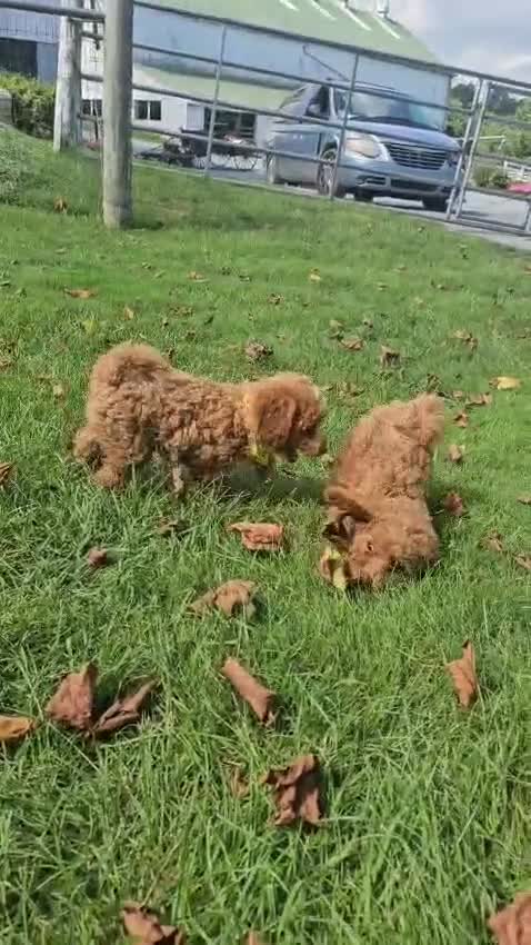 Miniature Poodle dogs for sale: Daisy- Potty and Crate Training/Parents Health Tested - Video 1