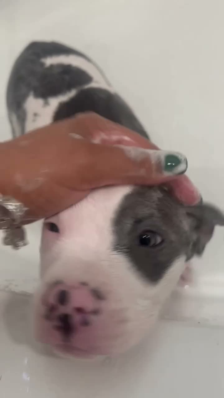 American Pit Bull Terrier dogs for sale: Princess - Video 2