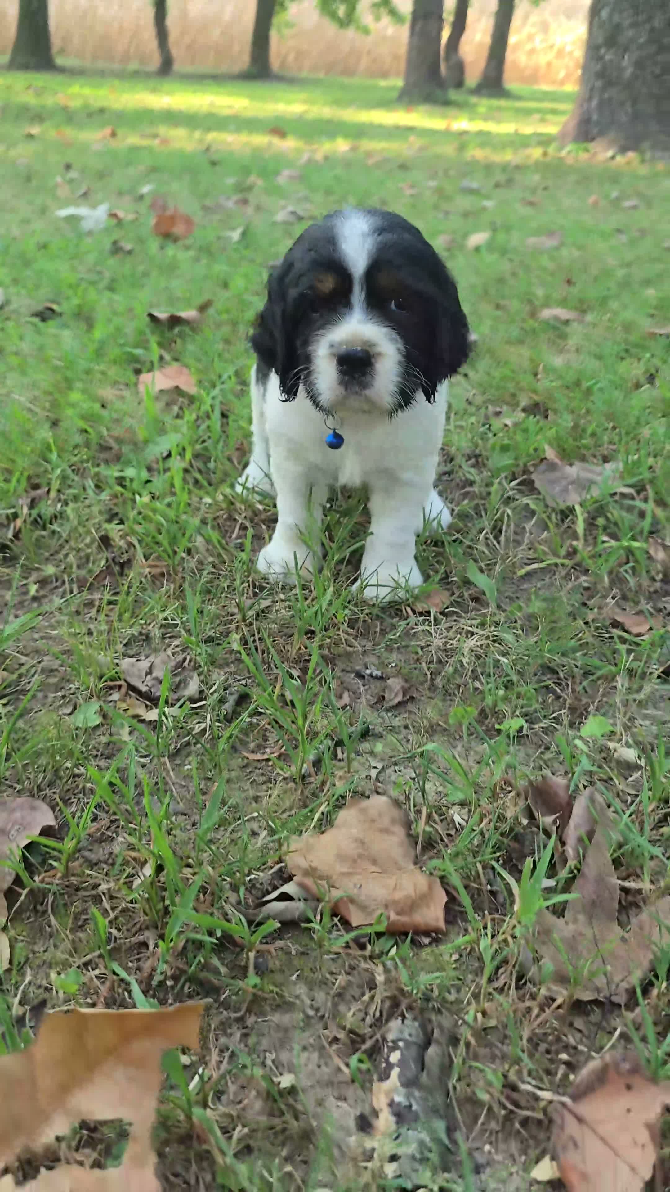 English Springer Spaniel dogs for sale: Chase - Video 1