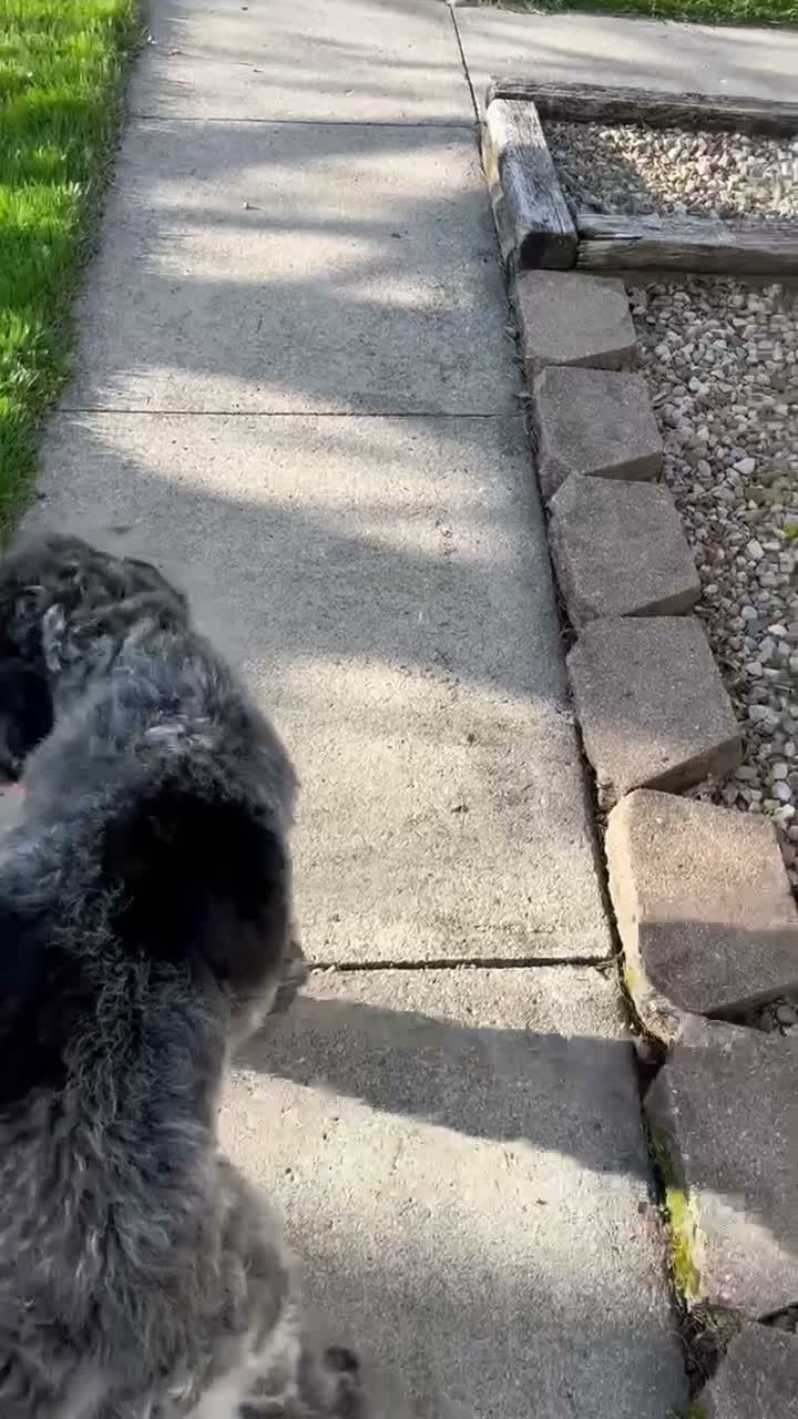 Portuguese Water Dog dogs for sale: Piper  - Video 1