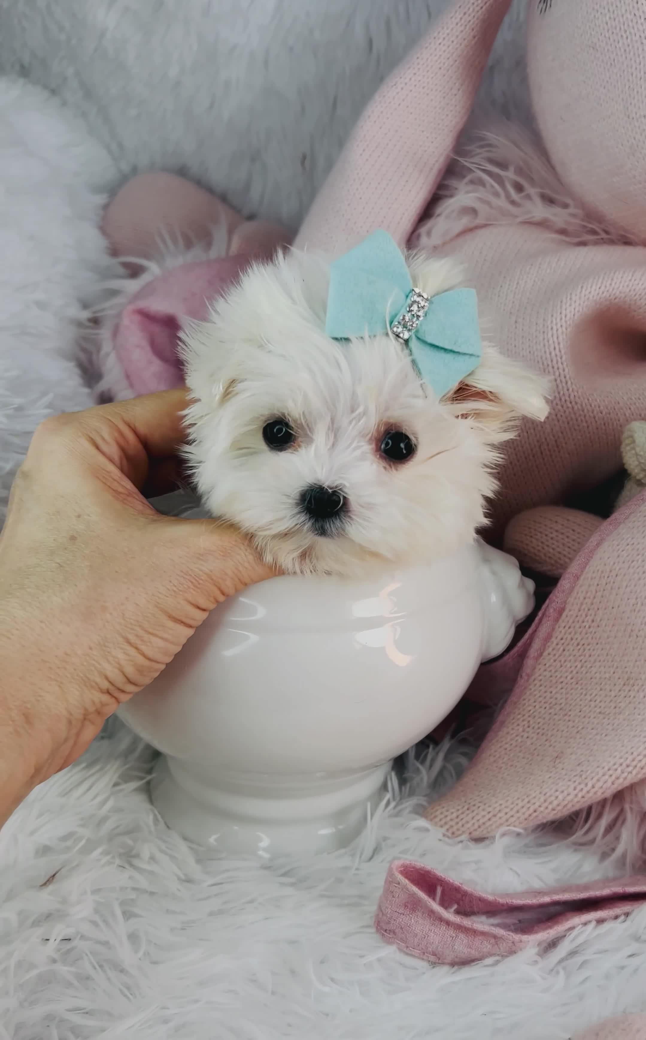 Maltese dogs for sale: Maltese 1 - Video 1
