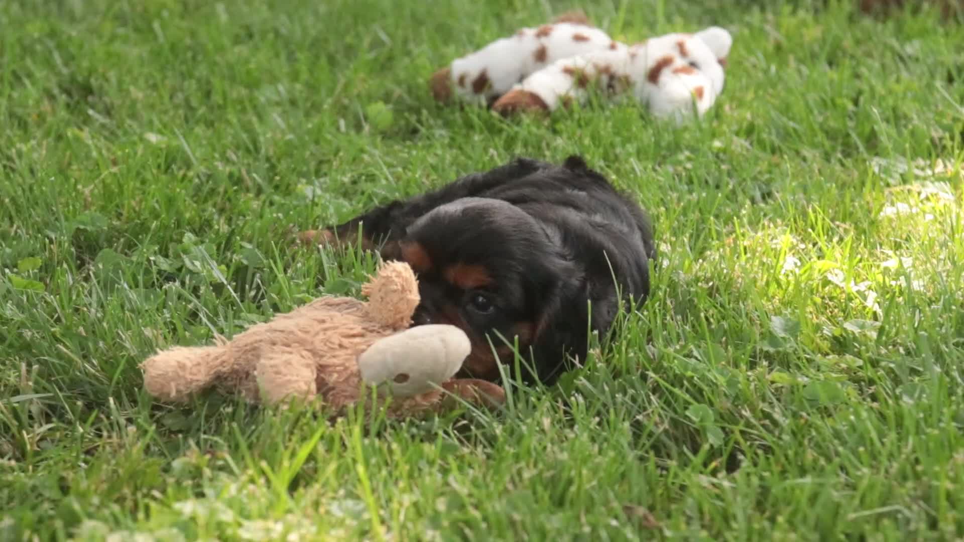 Cavalier King Charles Spaniel dogs for sale: Loki Cavalier King Charles Spaniel - Video 1